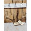 Image 2 : 4 Sets Of Whitetail Antlers On Skull Plate