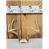 Image 3 : 4 Sets Of Whitetail Antlers On Skull Plate