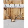 Image 5 : 4 Sets Of Whitetail Antlers On Skull Plate
