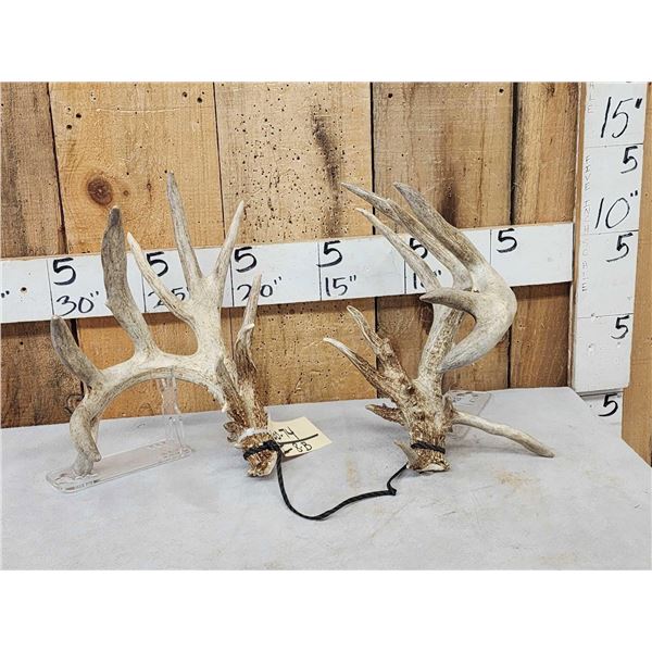 Set Of Main Frame 6x5 Whitetail Shed Antlers