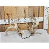 Image 1 : Set Of Main Frame 6x5 Whitetail Shed Antlers