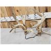 Image 3 : Set Of Main Frame 6x5 Whitetail Shed Antlers