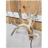 Image 4 : Set Of Main Frame 6x5 Whitetail Shed Antlers
