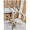 Image 5 : Set Of Main Frame 6x5 Whitetail Shed Antlers