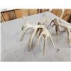 Image 6 : Set Of Main Frame 6x5 Whitetail Shed Antlers