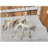 Image 7 : Set Of Main Frame 6x5 Whitetail Shed Antlers