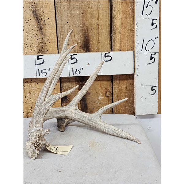 Big Main Frame 5 Point Whitetail Shed Antler