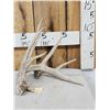 Image 1 : Big Main Frame 5 Point Whitetail Shed Antler