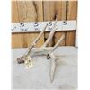 Image 2 : Big Main Frame 5 Point Whitetail Shed Antler