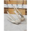 Image 3 : Big Main Frame 5 Point Whitetail Shed Antler