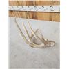 Image 4 : Big Main Frame 5 Point Whitetail Shed Antler