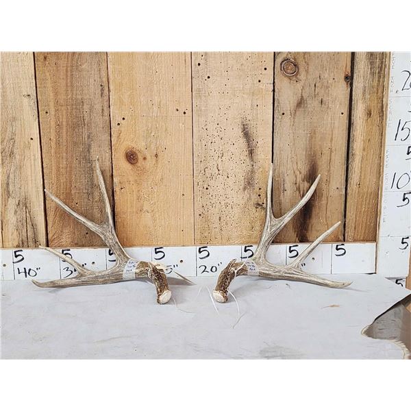 Nice Set Of 5x5 Mule Deer Shed Antlers