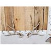 Image 1 : Nice Set Of 5x5 Mule Deer Shed Antlers
