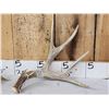 Image 2 : Nice Set Of 5x5 Mule Deer Shed Antlers