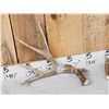 Image 3 : Nice Set Of 5x5 Mule Deer Shed Antlers