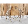 Image 4 : Nice Set Of 5x5 Mule Deer Shed Antlers