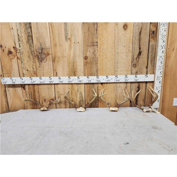 4 Sets Of Whitetail Antlers On Skull Plate