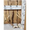 Image 2 : 4 Sets Of Whitetail Antlers On Skull Plate