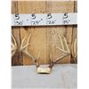Image 3 : 4 Sets Of Whitetail Antlers On Skull Plate