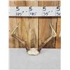 Image 4 : 4 Sets Of Whitetail Antlers On Skull Plate