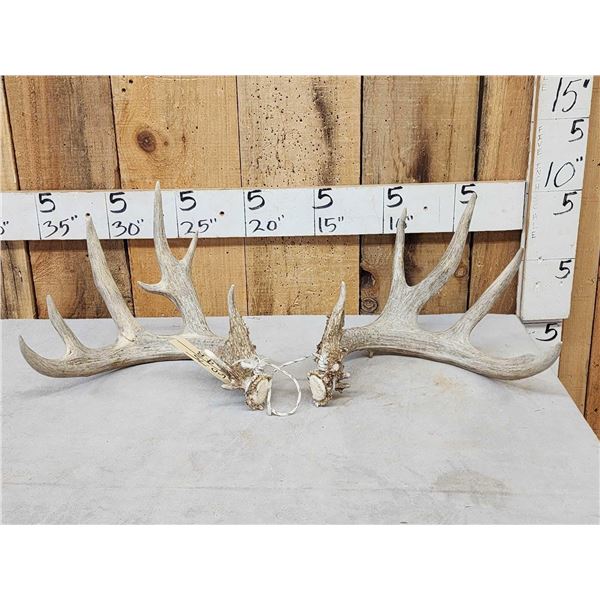 Set Of 4x5 Whitetail Shed Antlers