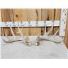 Image 1 : Set Of 4x5 Whitetail Shed Antlers