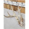 Image 2 : Set Of 4x5 Whitetail Shed Antlers