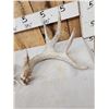 Image 3 : Set Of 4x5 Whitetail Shed Antlers