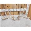 Image 4 : Set Of 4x5 Whitetail Shed Antlers