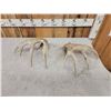 Image 5 : Set Of 4x5 Whitetail Shed Antlers