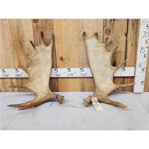 17.2 Lbs Set Of Alaskan Moose Shed Antlers