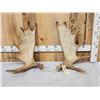 Image 1 : 17.2 Lbs Set Of Alaskan Moose Shed Antlers