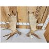 Image 2 : 17.2 Lbs Set Of Alaskan Moose Shed Antlers