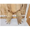 Image 3 : 17.2 Lbs Set Of Alaskan Moose Shed Antlers