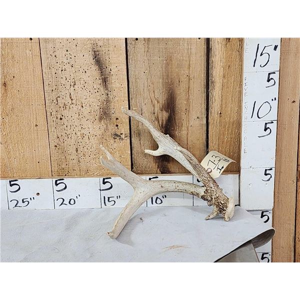 Wild Iowa Double Main Beam Whitetail Shed Antler
