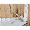 Image 1 : Wild Iowa Double Main Beam Whitetail Shed Antler