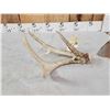 Image 2 : Wild Iowa Double Main Beam Whitetail Shed Antler
