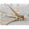 Image 3 : Wild Iowa Double Main Beam Whitetail Shed Antler