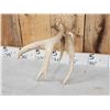 Image 4 : Wild Iowa Double Main Beam Whitetail Shed Antler