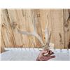 Image 5 : Wild Iowa Double Main Beam Whitetail Shed Antler