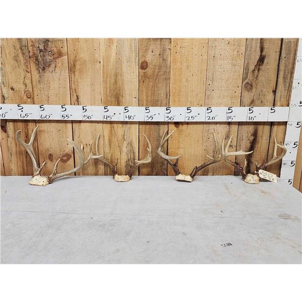4 Sets Of Whitetail Antlers On Skull Plate