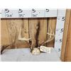 Image 2 : 4 Sets Of Whitetail Antlers On Skull Plate