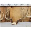 Image 3 : 4 Sets Of Whitetail Antlers On Skull Plate
