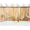 Image 4 : 4 Sets Of Whitetail Antlers On Skull Plate