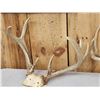 Image 5 : 4 Sets Of Whitetail Antlers On Skull Plate