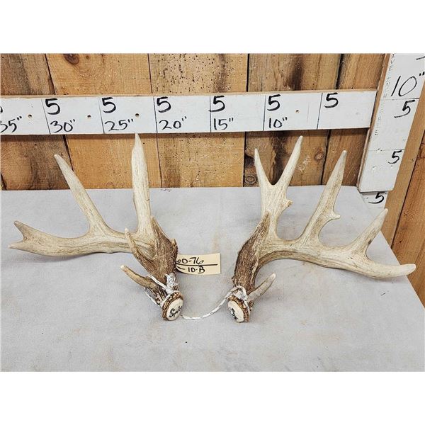 Set Of 5x5 Whitetail Shed Antlers