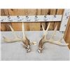 Image 1 : Set Of 5x5 Whitetail Shed Antlers