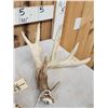 Image 2 : Set Of 5x5 Whitetail Shed Antlers