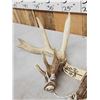 Image 3 : Set Of 5x5 Whitetail Shed Antlers