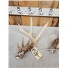 Image 4 : Set Of 5x5 Whitetail Shed Antlers